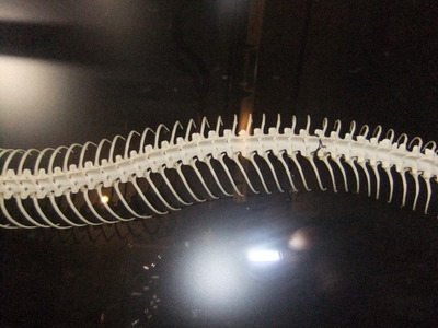 ヘビの骨.JPGのサムネイル画像