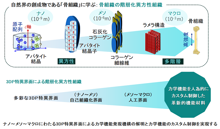 自然界の創成物である「骨組織」に学ぶ：骨組織の階層化異方性組織