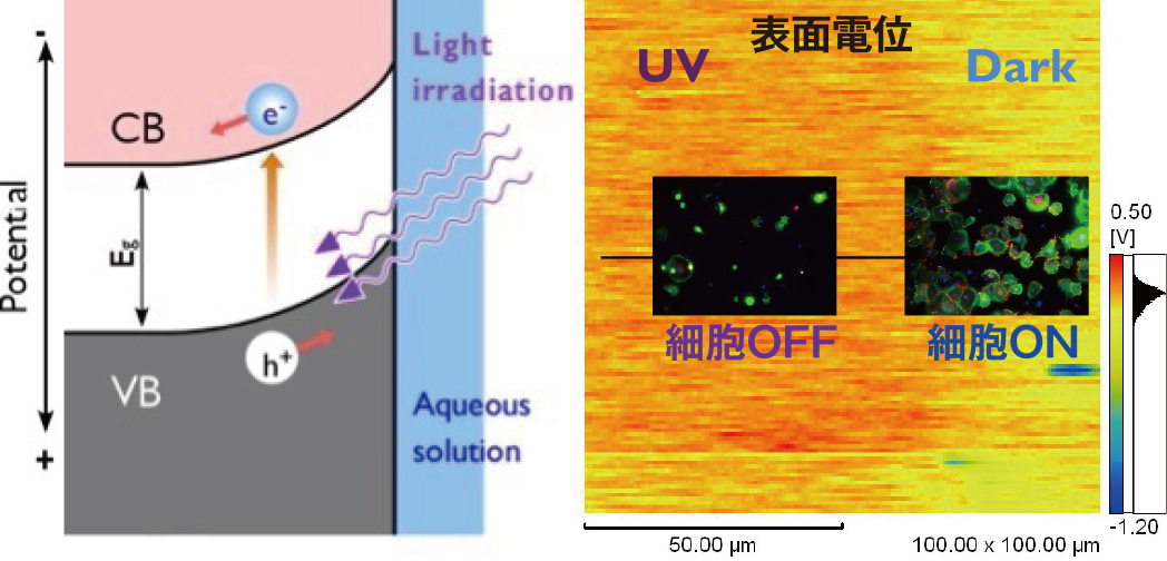 図3）TiO2へのUV照射による表面電位制御。TiO2のパターニングで細胞ON/OFF制御が可能と期待されます。